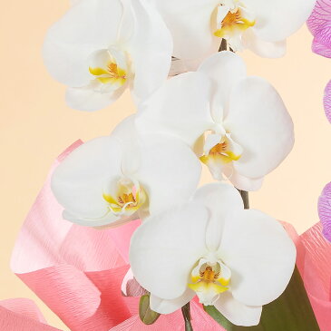 【胡蝶蘭】 鉢植え「大輪胡蝶蘭2本立ち(ミックス)」 花 ギフト 誕生日 結婚記念 プレゼント お祝い 花鉢 記念 鉢花 フラワーギフト 贈り物 開業 就任 昇進 栄転 設立 新築 開店祝い 送別会 定年 退職