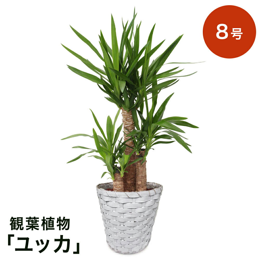 【観葉植物】 ユッカ 8号 インテリア グリーン 観葉 鉢植え フラワー ギフト 花 プレゼント お祝い 記念 贈り物 サプライズ 誕生日 結婚記念 開店祝い 新築祝い おしゃれ 鉢 送別会 室内 屋外