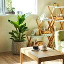 【観葉植物】「ストレリチア 8号」 インテリア グリーン 観葉 鉢植え フラワー ギフト 花 プレゼント お祝い 記念 贈り物 サプライズ 誕生日 結婚記念 開...