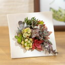 【多肉植物】寄せ植え ボタニカルフレーム 観葉植物 2way 誕生日 ギフト プレゼント 観葉 インテリア グリーン 鉢植え 誕生日プレゼント 記念日 結婚記念...