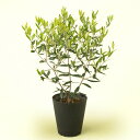 鉢植え「シンボルツリー オリーブ」 夏 お中元 7月 8月 季節 旬 プレゼント ギフト 花を贈る 誕生日 記念日 贈り物 お祝い お礼 送料無料 イイハナドッ...