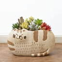 多肉植物 寄せ植え ギフト プレゼント 「猫さんのひなたぼっこ」 ハオルチア 7種類 かわいい 癒し 動物 ペット 珍しい インテリア 記念日 お祝い 感謝 お...