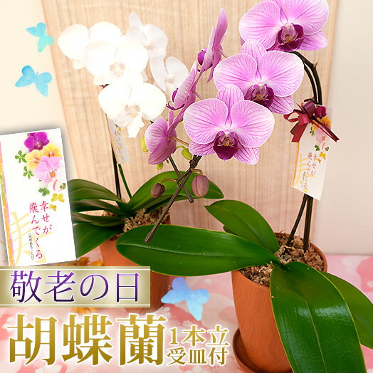 【ポイント5倍】敬老ギフト2025 胡蝶蘭 ミディ胡蝶蘭1本立ち 選べる品種 木目調陶器鉢入り 専用 ...