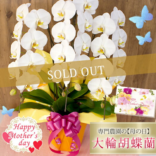 ★【ポイント10倍】★ 母の日限定 胡蝶蘭 大輪 3本立ち 30輪以上 ラッピング付き 送料無料 ギフト プレゼント 2025 花 鉢花 鉢植え [r-m2025-D]のサムネイル