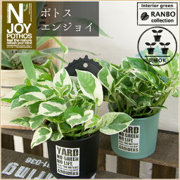 ≪いくつでも送料500円≫ポトス エンジョイ　空き缶風カバー（プラ）セット（観葉植物 男前 インテリア 育てやすい）【RCP】