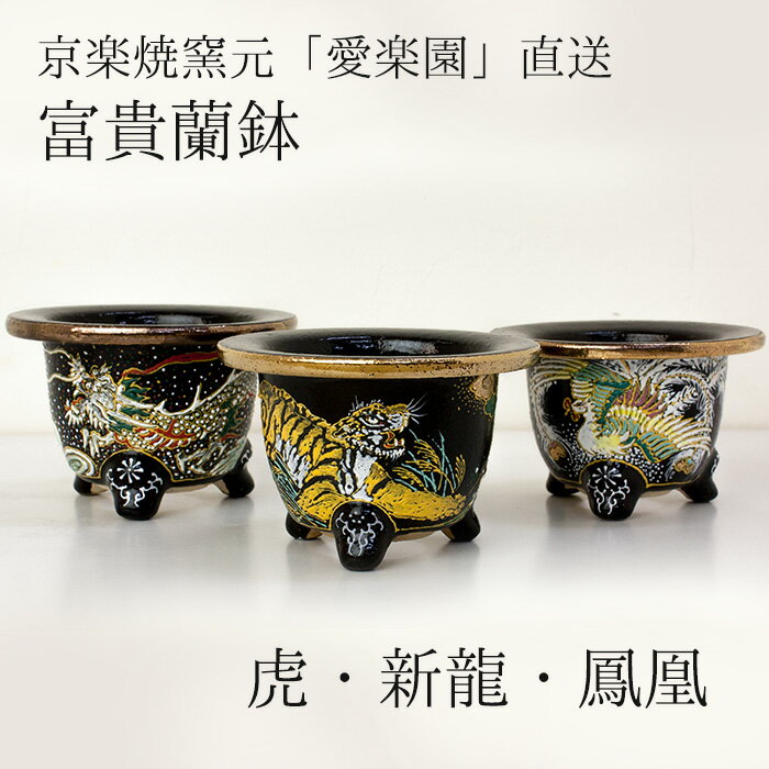 楽天市場】富貴 蘭 鉢の通販 楽天市場】富貴 蘭 鉢の通販