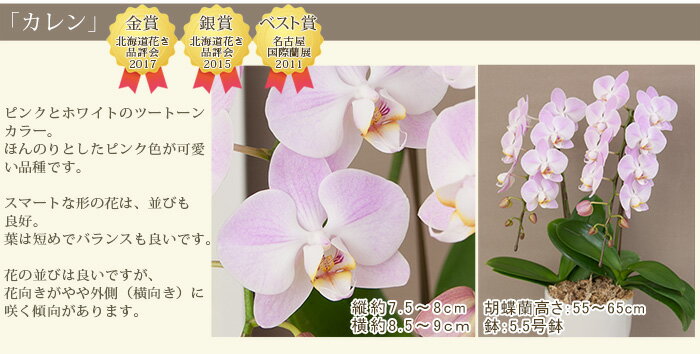 品種選べる 中輪〜中大輪 胡蝶蘭 2本立ち ギフト お祝い プレゼント 誕生日 結婚記念日 開店祝い お供え 花 あす楽 ミディ 送料無料 mtj [r-2f5000]