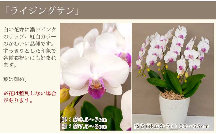 �ʼ����٤� ��ĳ�� ���� �� ������ 3��Ω�� 鲴ޤ�36�ذʾ� �ߥ� ���ˤ� ������ ��Ź�ˤ� ���ե� �� �ץ쥼��� ������ �뺧��ǰ�� �⺧�� ��Ǥ�� ���ʽ� ���Ͻ� ���� ������ �������� �涡���� ̿�� �����߲� ʩ�� �������� �ߥǥ� ����̵�� [r-lovery3f]