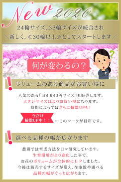 品種選べる 胡蝶蘭 中輪 〜 中大輪 3本立ち 蕾含む30輪以上 ギフト プレゼント 開店祝い 誕生日 お供え 株主総会 花 お祝い あす楽 ミディ 送料無料【マスクプレゼント実施中】 [r-ama0006-fw]