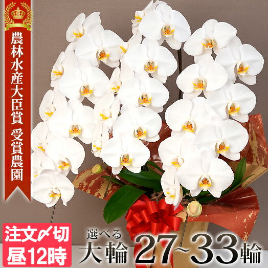 ＼楽天ランキング1位／ 【今なら輪数UPも】 胡蝶蘭 大輪 3本立ち 通常30輪〜(蕾含む) 命日 花 ギフト 開店祝い お祝い 御供え花 母の日 誕生日 開業祝い 株主総会 金婚式 就任祝 昇進祝 必勝祈願 当選祝 お供え 供花 お悔み花 送料無料 ヤマト mtj 03ln [r-midi6f]