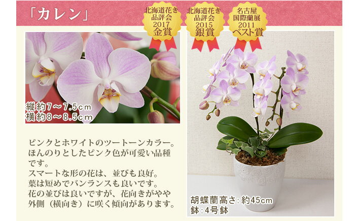 胡蝶蘭 ミディ〜中輪 2本立ち・観葉寄せ 選べる品種 ギフト お祝い プレゼント 誕生日 結婚記念日 開店祝い お供え 花 あす楽 送料無料 14輪以上 mtj [r-eraberu-2f]
