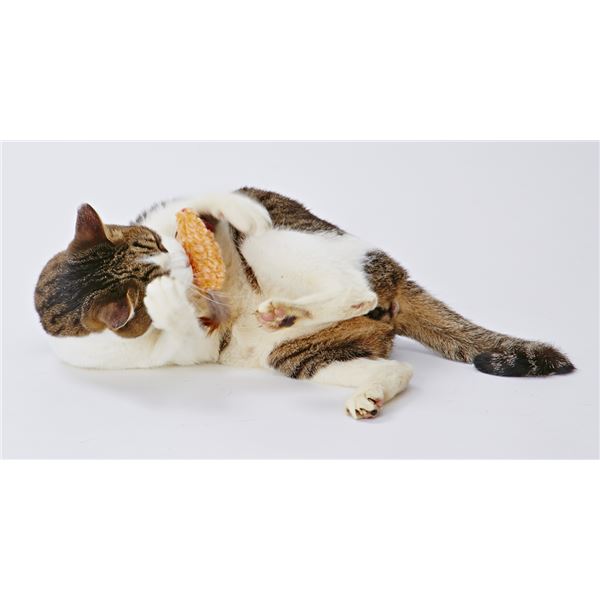 【送料無料】（まとめ）CAT TOY もじゃっとチューチュー【×5セット】 (猫用玩具)【...