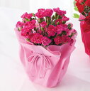 鉢 母の日 遅れてごめんね カーネーション鉢植え ピンク 花 メッセージカード付 ギフト プレゼント 贈り物