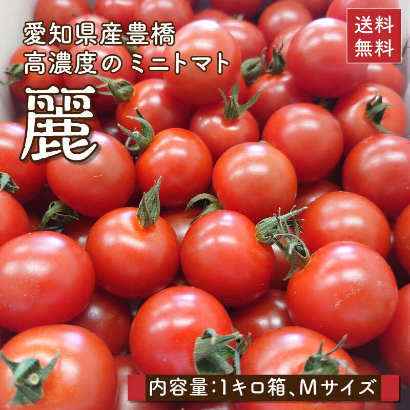 【送料無料】【麗】愛知県産豊橋 ミニトマト［麗］1kg 愛知県産 フルーツトマト プチトマト お取り寄せ 旬 夏 野菜 [甘い/あまい/高糖度/おいしい][ダイエット/美容/健康/ヘルシー/リコピン/カロチン/ビタミンE]