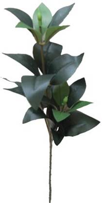 ¤֡ʩ֡Ϥʤߡӡ顡ʰХåȡ