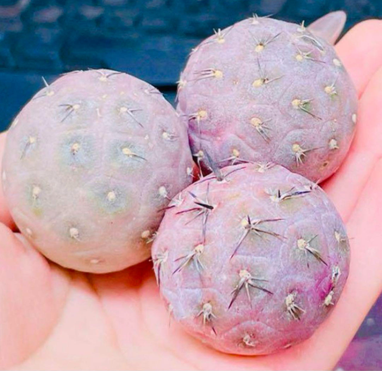 テフロカクタス ゲオメトリクス 3-5cmカット苗 1個入りのサムネイル