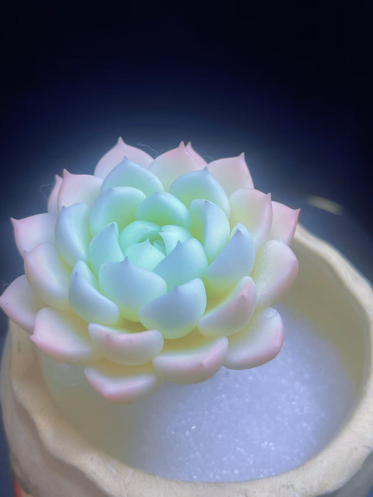 多肉植物 シミュレーション 手作りの工芸品多肉植物 繊細な女の子 1株入り サイズ約 60mm