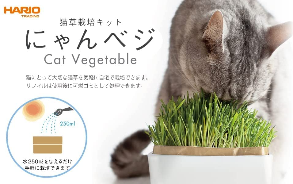EasyLifeShopのハリオ (HARIO) 猫草栽培キット にゃんベジ その他 セット 猫 送料無料｜アングル2
