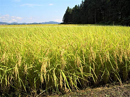 越後製菓 十種穀物ごはん 150g×12個 送料無料