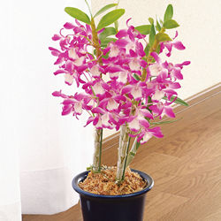【母の日フラワーギフト】　デンドロビューム10803[10803]
