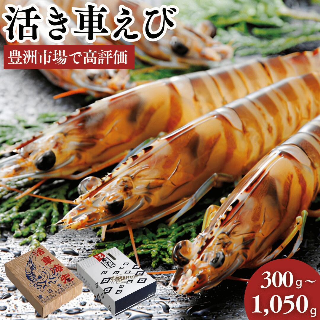 活き車海老 【秋穂車えびを活きたままお届け！】【 300g - 1050g 】 お歳暮 御歳暮 お刺身 送料無料 生きたまま おがくず 産地直送 踊り食い エビフライ 塩焼き 山口県 山口市 秋穂 養殖 クルマエビ 渡辺水産 直売所 旬 ギフト プレゼント お取り寄せ