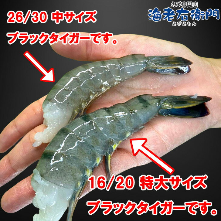 特大サイズ 約64本〜80本入り 16/20サイズ 活〆 ブラックタイガー 無頭えび 1.8kg 冷凍えびえび エビ 海（3枚目）