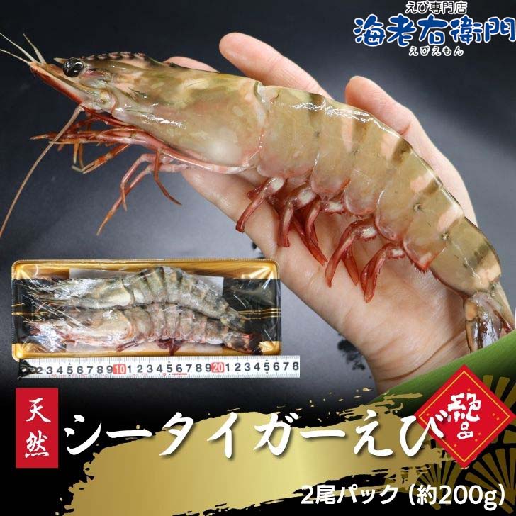 Rakuten - 天然 シータイガー海老 2尾パック 1尾 約24～25cm 約100g×2尾入り 超特大 有頭海老 海老 冷凍 えび エビ BBQ バーベキュー エビフライ 天ぷら 塩焼き テルミドール 高級 seafood 特大えび ギフト お取り寄せ