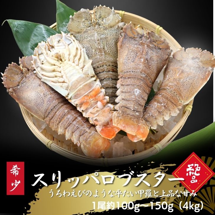 Other - スリッパロブスター スリランカ産 4kg 100-150gサイズ 約26〜40尾入り 加熱用 希少 高級 海老 濃厚 甘み 平たい甲羅が特徴 BBQ 塩焼き 蒸し料理 味噌汁 大容量 海鮮 ギフト お取り寄せ グルメ うちわえびのような食感と旨み 業務用