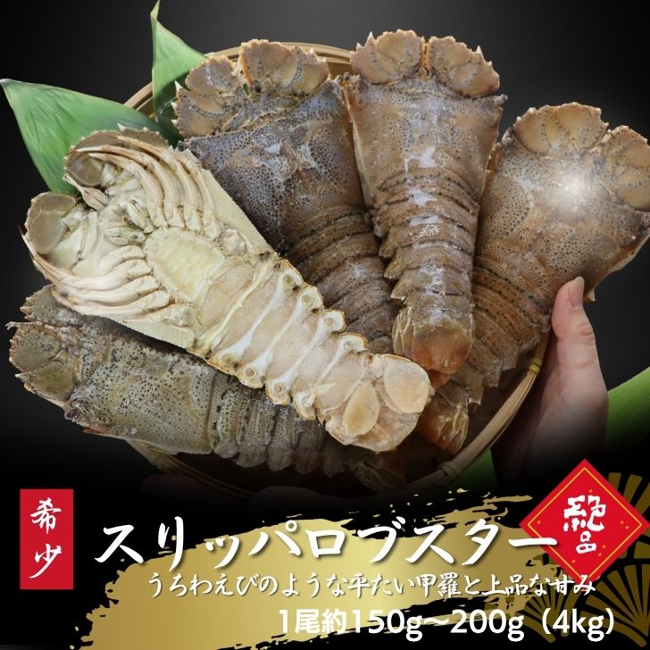 Rakuten - スリッパロブスター スリランカ産 4kg 150-200gサイズ 約20〜26尾入り 加熱用 希少 高級 海老 濃厚 甘み 平たい甲羅が特徴 BBQ 塩焼き 蒸し料理 味噌汁 大容量 海鮮 ギフト お取り寄せ グルメ うちわえびのような食感と旨み 業務用