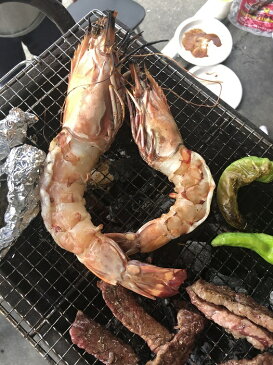 海老右衛門 長さ23センチ級!天然有頭シータイガーえび 1.5kg 15尾サイズ