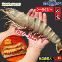 【当店直輸入！】超超特大！天然有頭シータイガーえび 1.5kg 8尾サイズ 特大 ブラックタイガー ゆうとう 海老 エビ 大きい 冷凍えび スリランカ バーベキュー エビフライ 有頭エビ 美味しい海老 美味しいエビフライ 巨大 送料無料 年末 お正月 業務用