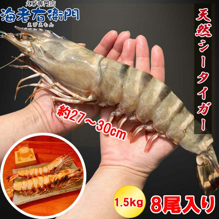 【当店直輸入！】超超特大！天然有頭シータイガー えび 1.5kg 8尾サイズ 特大 ブラックタイガー 殻付き 海老 巨大 鉄板焼 冷凍 エビ 頭 大きい 高級 美味しい 冷凍エビ 冷凍えび 有頭エビ えび冷凍 スリランカ 超超特大エビフライ 海鮮 バーベキュー 材料 送料無料 業務用