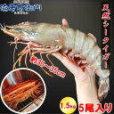 【当店直輸入!】超超特大 天然有頭シータイガー えび 1.5kg 5尾 約300g/尾 巨大エビ 当店最大 特大 有頭 海老 海鮮 エビ 大きい 冷凍えび 有頭エビ 高級エビ 海鮮バーベキュー 海鮮BBQ お取り寄せ 高級 バーベキュー bbq エビフライ 海鮮お取り寄せ 海鮮通販 海鮮ギフト