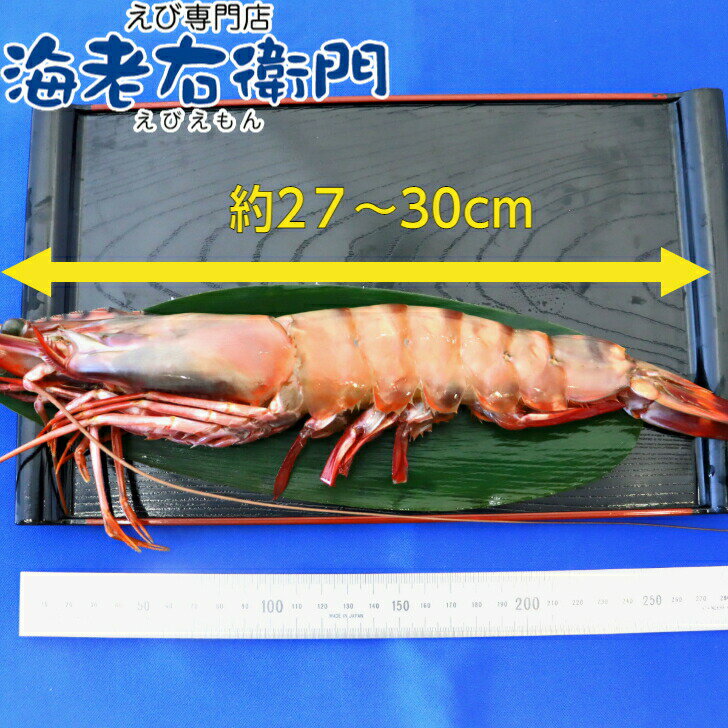 超超特大！船内凍結の高い鮮度！天然有頭シータイガーえび 1.5kg 8尾サイズ バングラデッシュ 特大 ゆうとう 海老 エビ 大きい 冷凍えび スリランカ バーベキュー 有頭エビ 美味しい海老 船凍品 冷凍エビ 巨大 特大エビ 送料無料 カード無料 お届け