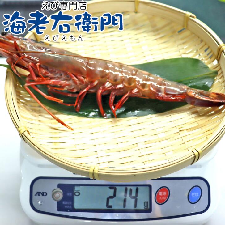 超超特大！船内凍結の高い鮮度！天然有頭シータイガーえび 1.5kg 8尾サイズ バングラデッシュ 特大 ゆうとう 海老 エビ 大きい 冷凍えび スリランカ バーベキュー 有頭エビ 美味しい海老 船凍品 冷凍エビ 巨大 特大エビ 送料無料 カード無料 お届け