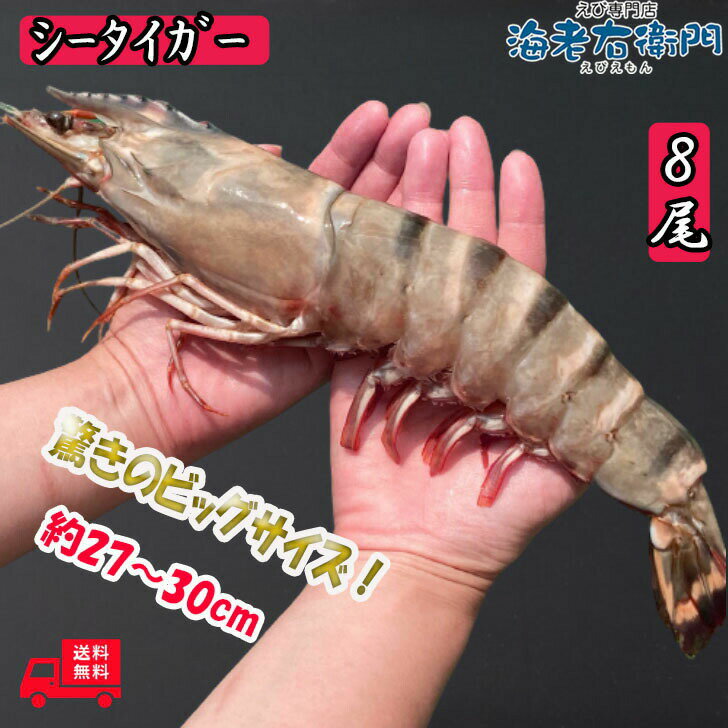 超超特大！船内凍結の高い鮮度！天然有頭シータイガーえび 1.5kg 8尾サイズ バングラデッシュ 特大 ゆうとう 海老 エビ 大きい 冷凍えび スリランカ バーベキュー 有頭エビ 美味しい海老 船凍品 冷凍エビ 巨大 特大エビ 送料無料 カード無料 お届け