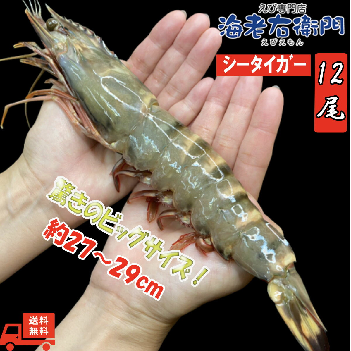 超超特大！天然有頭シータイガー えび 1.5kg 12尾サイ...