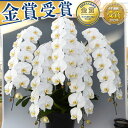 【2000円OFFクーポン発行中 】6/30まで 胡蝶蘭 5本立 7本立 大輪 60,000円(税別)(70〜80輪) 写真送信&立札&ラッピング無料【胡蝶蘭 ...