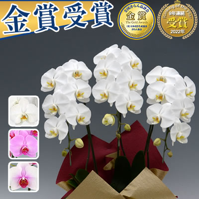 白大輪 在庫有ります【1000円OFFクー