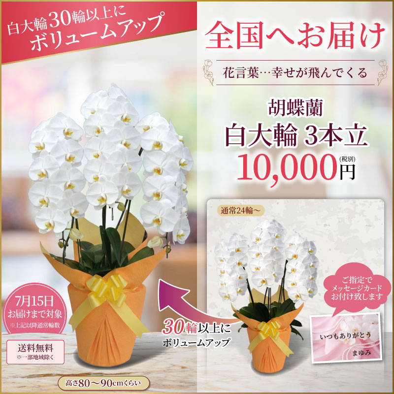【ポイント5倍】【30輪～ 白大輪＆さくら姫ボリュームアップ中】選べる9色 胡蝶蘭 ...