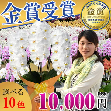 胡蝶蘭 3本立 大輪(24〜30輪) 選べる10色！あす楽 送料無料【胡蝶蘭 お祝い 花 お歳暮 文化の日 七五三 勤労感謝の日 いい夫婦の日 お供え 開店祝い 開業祝い 移転祝い 昇進 就任 還暦 鉢植え 価格 海老名洋蘭園 】【ko】【ya】