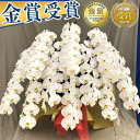 【2000円OFFクーポン発行中 】5/11まで。胡蝶蘭 7本立 10本立 大輪 100,000円(税別)(100〜110輪) 写真送信&立札&ラッピング無料【...