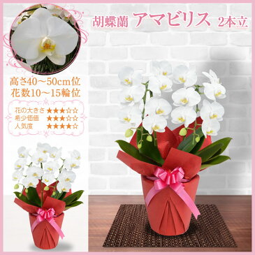 胡蝶蘭 2本立 5,000円(税別)(10〜15輪) あす楽【海老名洋蘭園 お祝い 花 胡蝶蘭 ギフト 開店祝い 還暦 開院 開業 移転 就任 栄転 昇進 退職 お供え 贈り物 フラワーギフト お中元 直木賞 受賞祝い お盆 初盆】【ko】【ya】