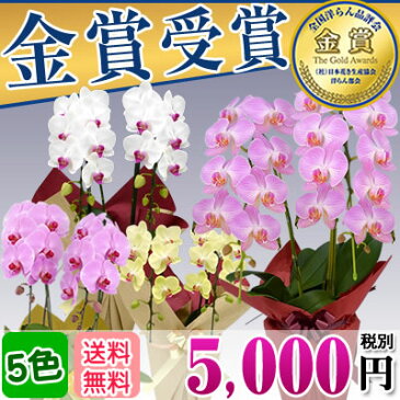 胡蝶蘭 2本立 選べる！ミディ 5,000円 あす楽 送料無料【胡蝶蘭 お祝い 花 お歳暮 文化の日 七五三 勤労感謝の日 いい夫婦の日 お供え ギフト ラン 開店祝い 開業祝い 移転祝い 昇進 就任 還暦 海老名洋蘭園 胡蝶蘭 プレゼント】【ko】【ya】