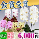 胡蝶蘭 2本立ち ミニ ミディ(12?20輪) 6,000円(税別) 選べる4色 送料無料 【海老名洋蘭園 ラン らん 洋蘭 お供え フラワー ギフト 胡蝶蘭 お祝い 開店祝い 開業祝い 移転祝い 昇進 就任 退任 バレンタイン 胡蝶蘭育て方 枕花 鉢花 値段 価格】【ko】【ya】