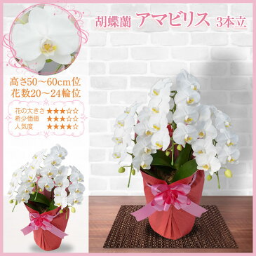 胡蝶蘭 3本立 8,000円(税別)(20〜24輪) あす楽【海老名洋蘭園 お祝い 花 胡蝶蘭 ギフト 開店祝い 還暦 開院 開業 移転 就任 栄転 昇進 退職 お供え 贈り物 フラワーギフト お中元 直木賞 受賞祝い お盆 初盆】【ko】【ya】