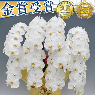 胡蝶蘭 7本立 10本立 大輪 100,000円(税別)(100〜110輪)【海老名洋蘭園 お祝い 花 胡蝶蘭 ギフト 開店祝い 還暦 開院 開業 移転 就任 栄転 昇進 退職 お供え 贈り物 フラワーギフト お中元 直木賞 受賞祝い お盆 初盆】【ko】【sa】【3up】