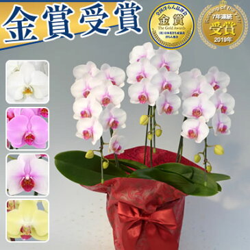 胡蝶蘭 3本立 8,000円(税別)(20〜24輪) あす楽【海老名洋蘭園 お祝い 花 胡蝶蘭 ギフト 開店祝い 還暦 開院 開業 移転 就任 栄転 昇進 退職 お供え 贈り物 フラワーギフト お中元 直木賞 受賞祝い お盆 初盆】【ko】【ya】