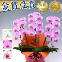 大輪【1000円OFFクーポン発行中】 選べ6色 胡蝶蘭 3本立 9,000円(税別)(20~24輪) 写真送信&立札&ラッピング無料【胡蝶蘭 お祝い お供え 大輪 ミディ 海老名洋蘭園 花 ギフト 開店 開院 開業 移転 就任 退職 受賞 選挙 当選 総裁選 組閣 任命 就任】【ko】【ya】