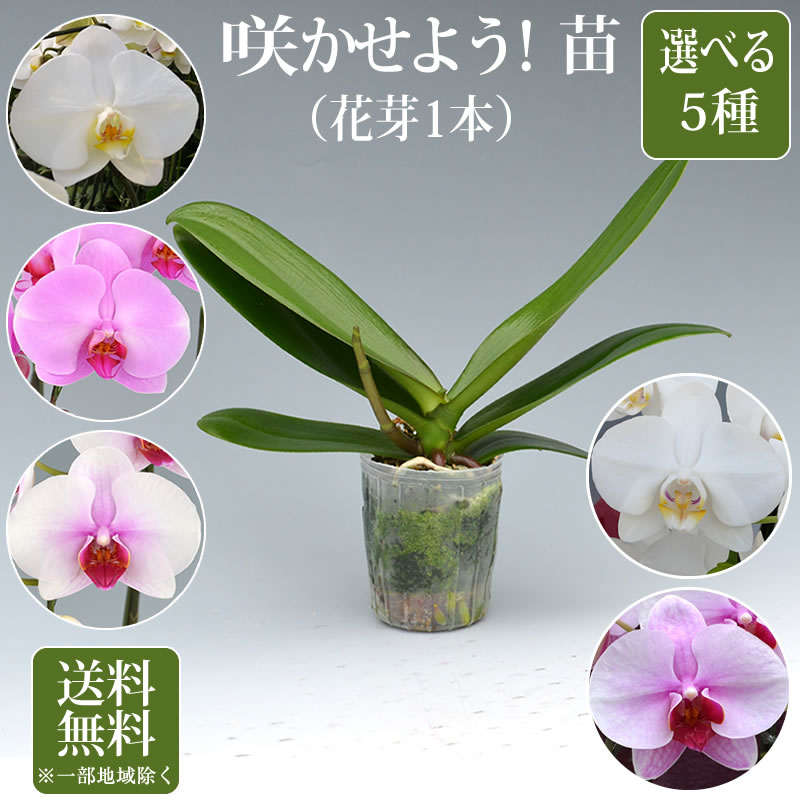 胡蝶蘭 苗(花芽1本)2,500円(税別)【胡蝶蘭 花苗 開花株 成熟株 洋ランの苗 胡蝶蘭栽培 育て方 上級者向け】【ko】【ya】【2up】